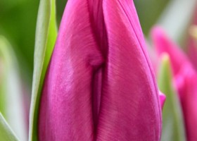 Tulipa Purple Prince (3)